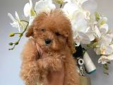 Toy Poodle Safkan Yavrularımız