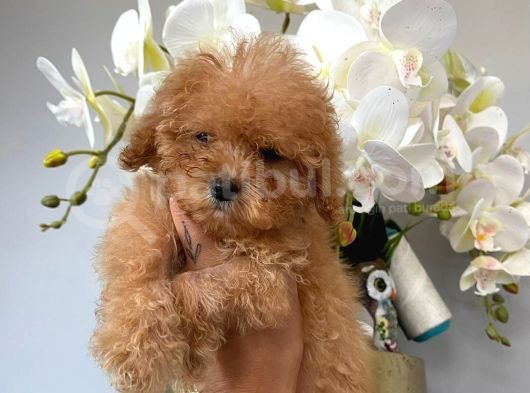 Toy Poodle Safkan Yavrularımız