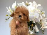Toy Poodle Safkan Yavrularımız