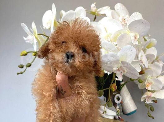 Toy Poodle Safkan Yavrularımız görsel