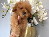 Toy Poodle Safkan Yavrularımız