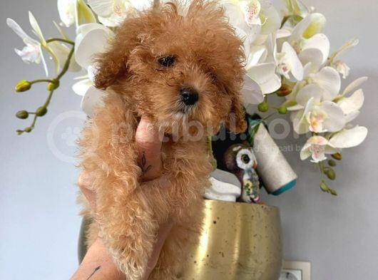 Toy Poodle Safkan Yavrularımız görsel