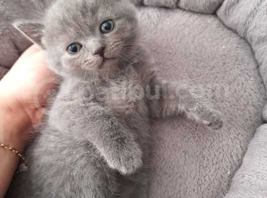 Cok Acil Yavrular görsel