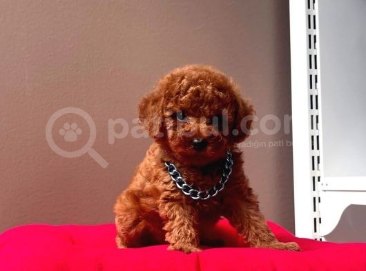 Erkek Ve Dişi 2 Aylık Show Kalite Red Brown Toy Poodle Yavrular görsel