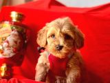 Erkek Ve Dişi Mükemmel Kalite Maltipoo Yavrularımız