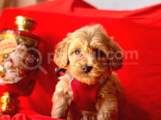 Erkek ve Dişi Mükemmel Kalite Maltipoo Yavrularımız
