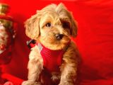 Erkek Ve Dişi Mükemmel Kalite Maltipoo Yavrularımız