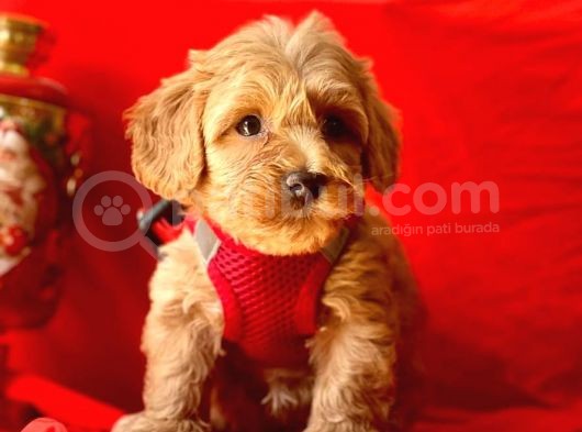 Erkek Ve Dişi Mükemmel Kalite Maltipoo Yavrularımız görsel