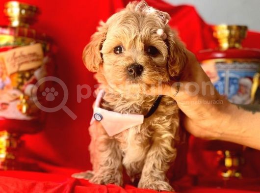 Erkek Ve Dişi Mükemmel Kalite Maltipoo Yavrularımız görsel