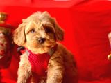 Erkek Ve Dişi Mükemmel Kalite Maltipoo Yavrularımız