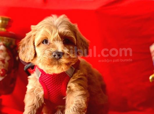 Erkek Ve Dişi Mükemmel Kalite Maltipoo Yavrularımız görsel