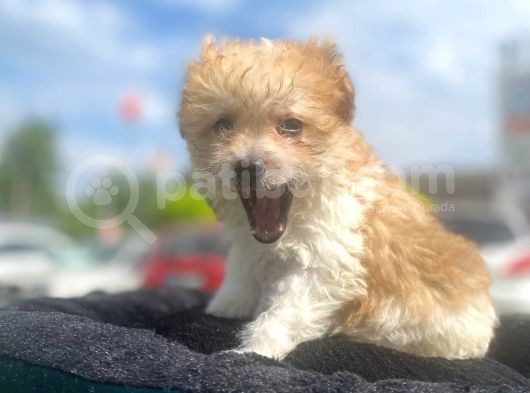 Show Kalite Maltipoo Yavrumuz