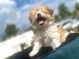 Show Kalite Maltipoo Yavrumuz