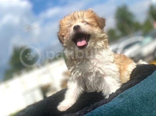 Show Kalite Maltipoo Yavrumuz görsel