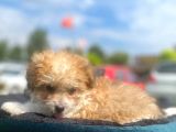 Show Kalite Maltipoo Yavrumuz