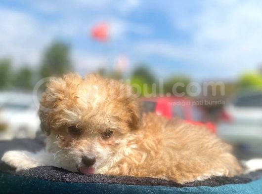 Show Kalite Maltipoo Yavrumuz görsel