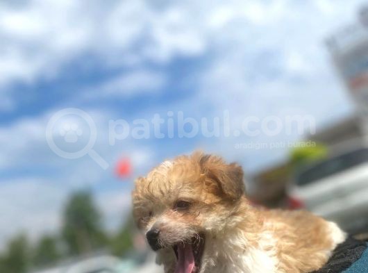 Show Kalite Maltipoo Yavrumuz görsel