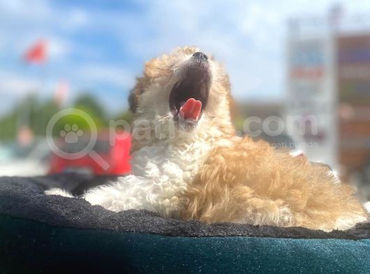 Show Kalite Maltipoo Yavrumuz görsel