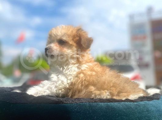 Show Kalite Maltipoo Yavrumuz görsel