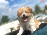 Show Kalite Maltipoo Yavrumuz