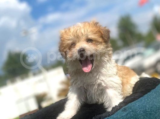 Show Kalite Maltipoo Yavrumuz görsel