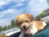 Show Kalite Maltipoo Yavrumuz