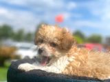 Show Kalite Maltipoo Yavrumuz