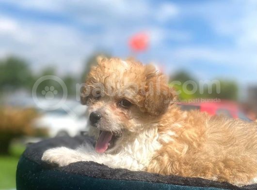 Show Kalite Maltipoo Yavrumuz görsel