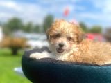 Show Kalite Maltipoo Yavrumuz