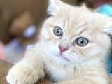 British Shorthair Golden