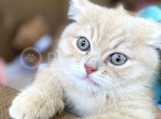 British Shorthair Golden görsel