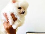 Pomerian Boo Erkek Yavrumuz