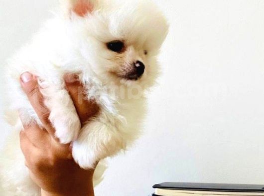 Pomerian Boo Erkek Yavrumuz