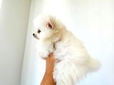 Pomerian Boo Erkek Yavrumuz