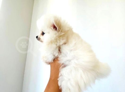 Pomerian Boo Erkek Yavrumuz görsel