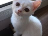 Safkan Beyaz British Shorthair Tatlı Yavrumuz
