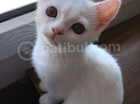 Safkan Beyaz British Shorthair Tatlı Yavrumuz görsel