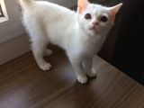 Safkan Beyaz British Shorthair Tatlı Yavrumuz