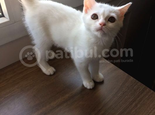Safkan Beyaz British Shorthair Tatlı Yavrumuz görsel