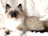 Ragdoll Safkan Yavrular