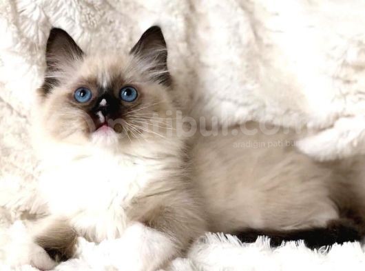 Ragdoll Safkan Yavrular görsel