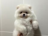 Teddy Face Pomeranian Boo Yavrularimiz