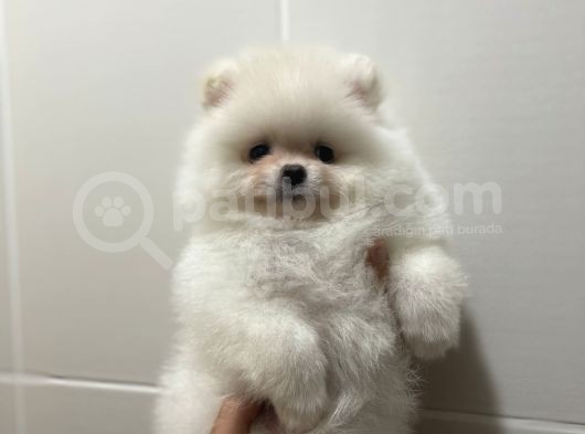 Teddy Face Pomeranian Boo Yavrularimiz görsel