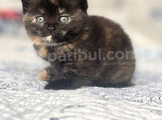 Mama Karşılığı Bebekler 