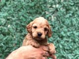 Tüy Dökmeyen Koku Yapmayan Maltipoo Yavrularımız