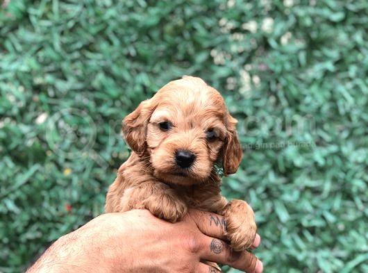 Tüy Dökmeyen Koku Yapmayan Maltipoo Yavrularımız görsel