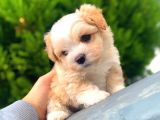 Safkan Di̇si̇ Erkek İrk Garanti̇li̇ Malti̇poo Yavrulari̇mi̇z
