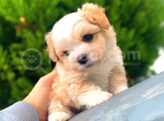 Safkan Di̇si̇ Erkek İrk Garanti̇li̇ Malti̇poo Yavrulari̇mi̇z görsel