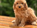 Çiftliğimizden Toy Poodle Bebekler