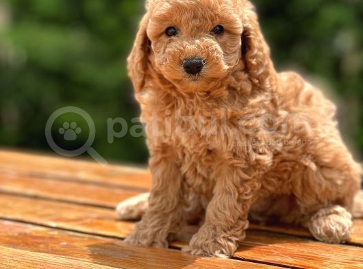 Çiftliğimizden Toy Poodle Bebekler görsel